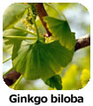 Ginkgo biloba